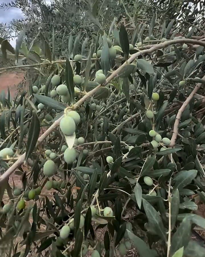 Branques d'olivera carregades d'olives verdes, amb fulles platejades i un cel ennuvolat al fons.