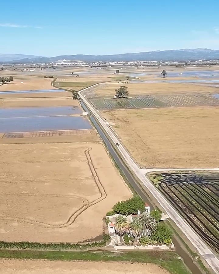 Vista aèria dels arrossars del Delta de l'Ebre: camps segats, parcel·les inundades, un camí recte al costat d'un canal i una casa amb palmeres, amb muntanyes a l'horitzó.